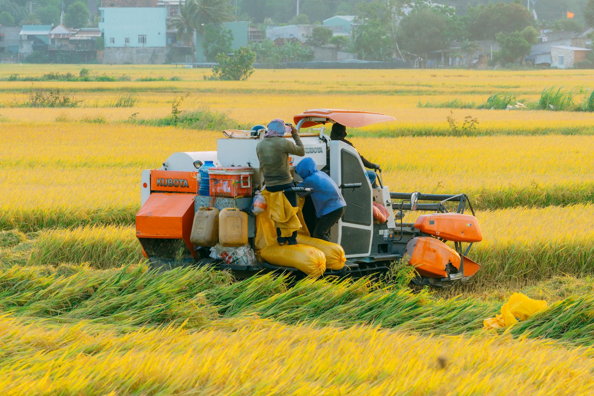 Rice-fields in Thai Binh, Hung Yen Province